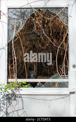 Regarder à travers une porte de verre cassée dans une serre abandonnée Plein de Vines et de plantes mortes Banque D'Images