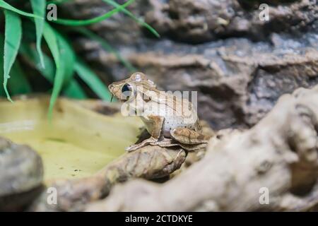 Grenouille de Bornéo (Polypedates otilophus) assise sur l'arbre. Gros plan Banque D'Images