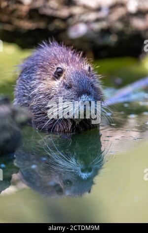 Coypu (Myocastor coypus) assis au bord du lac dans la zone de protection de la nature Moenchbruch près de Francfort, Allemagne. Banque D'Images