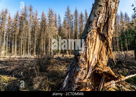 Waldsterben im Arnsberger Wald, nördliches Sauerland, abgestorbene Fichten Bäume, teils gerodissuasive Wald, gefälltes Totholz, NRW, Deutschland, Banque D'Images