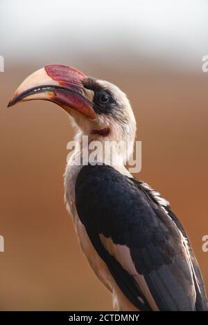 Mâle Von der Decken's charme (Tockus deckeni), Tsavo, Kenya Banque D'Images