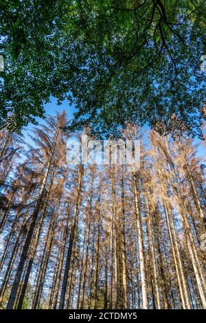 Waldsterben im Arnsberger Wald, nördliches Sauerland, abgestorbene Fichten Bäume, intakte Buchen Bäume, NRW, Deutschland, Banque D'Images