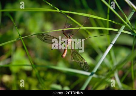 Tipula oleracea moustique ou Daddy-long-jambes sur l'herbe avec fond vert. Banque D'Images