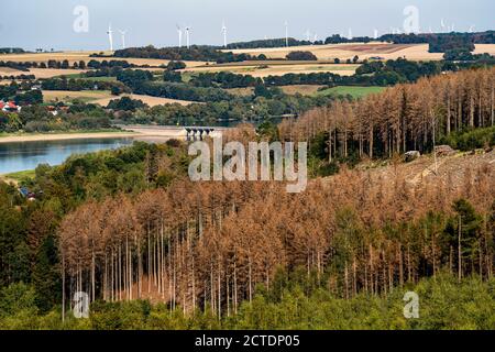 Waldsterben im Arnsberger Wald, nördliches Sauerland, abgestorbene Fichten Bäume, teils gerodissuasive Wald, Am Möhnesee, NRW, Deutschland, Banque D'Images