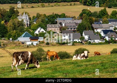 Pâturage de bétail près du village de Gevelinghausen, vaches laitières broutant sur un pré, Paysage à Sauerland, Hochsauerlandkreis, NRW, Allemagne Banque D'Images