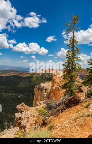 Vue sur Black Birch Canyon dans le parc national de Bryce Canyon, Utah Banque D'Images