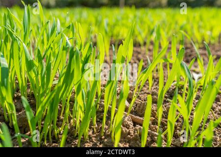 Herbe verte vibrante de près. Mise au point sélective. Photo de haute qualité Banque D'Images