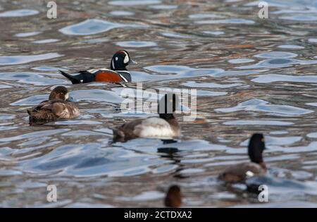 Canard arlequin (Histrionicus histrionicus), nage en couple avec plusieurs grands Fuligules en premier plan, Japon, Hokkaido Banque D'Images