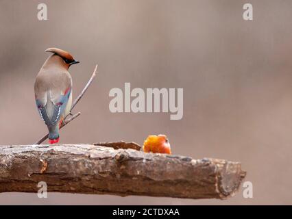 Cirage japonais (Bombycilla japonica), perchée, vue sur le dos, près d'une pomme mise en nourriture, Japon Banque D'Images