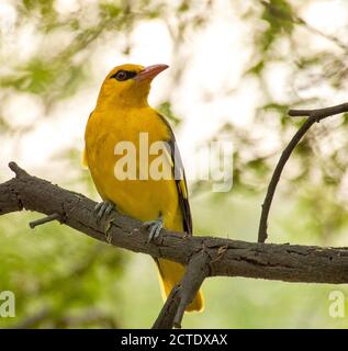 Oriole dorée indienne (Oriolus kundoo), mâle adulte perchée sur un arbre, Inde Banque D'Images