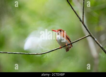 kingfisher pygmée malgache (Corythornis madagascariensis), assis sur une branche, Madagascar, parc national de Perinet Banque D'Images