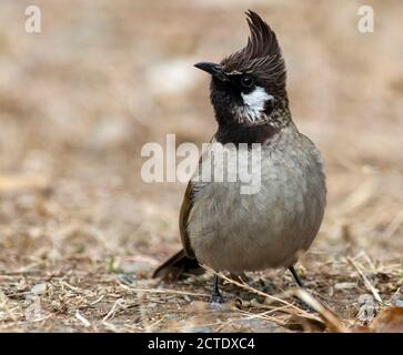 Bulbul à joues blanches, Bulbul de l'Himalaya (Pycnonotus leucogenys), debout sur le sol, Inde, Himalaya Banque D'Images