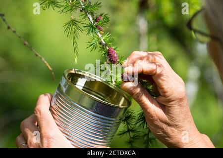 Mélèze commun, mélèze européen (Larix decidua, Larix europaea), récolte de jeunes cônes de mélèze, Allemagne Banque D'Images