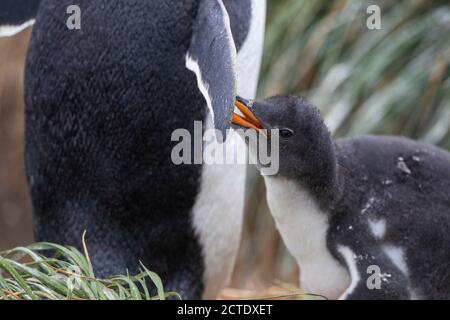 manchot gentoo (Pygoscelis papouasie, Pygoscelis papouasie), mendiant jeune avec son parent, Australie, Tasmanie, Macquarie Island, Buckles Bay Banque D'Images