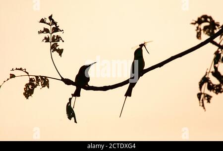 Petite abeille verte (Merops orientalis, Merops orientalis orientalis), paire perchée dans un arbre contre le ciel, montrant seulement la silhouette du Banque D'Images