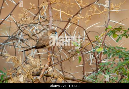 Silverbill indien, munia à gorge blanche (Euodice malabarica, Lonchura malabrica), oiseau adulte perché dans le buisson de bas acacia, Inde Banque D'Images