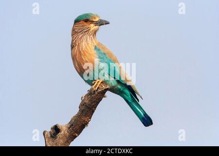 Rouleau indien (Coracias benghalensis), adulte perché sur une branche. En regardant l'alerte autour, Inde Banque D'Images