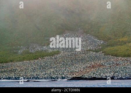 Pingouin royal (Aptenodytes patagonicus halli), immense colonie de pingouins roi sur la côte de l'île Macquarie, Australie, Tasmanie, île Macquarie Banque D'Images