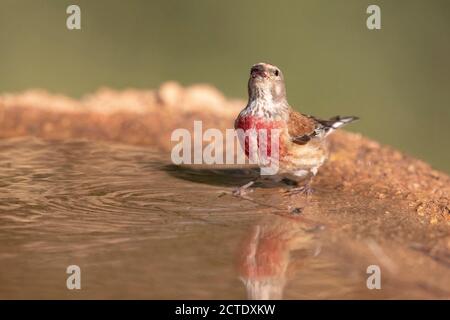 linnet (Carduelis cannabina, Acanthis cannabina, Linaria cannabina), homme buvant dans une piscine forestière, Espagne, Katalonia Banque D'Images