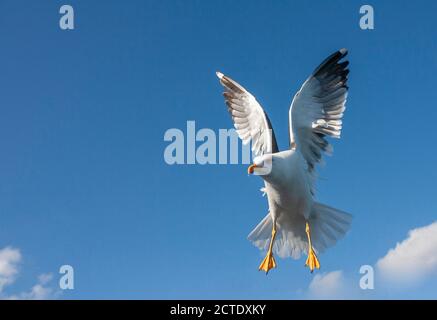 Moins de mouettes à dos noir (Larus fuscus), adulte volant de près derrière le ferry, pays-Bas, Texel Banque D'Images