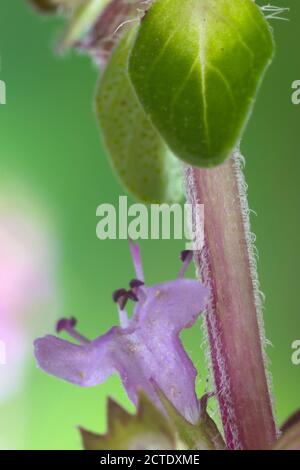 Thym à feuilles larges, thym pétillant à puits de pois, grand thym, thym de citron, mère de thym, thym sauvage (Thymus pulegioides), tige, Allemagne Banque D'Images