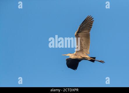 Héron gris (Ardea cinerea), en vol vu de dessous, Grèce Banque D'Images
