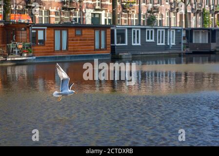 Moins de guette à dos noir (Larus fuscus), survolant le canal à Amsterdam, pays-Bas, pays-Bas du Nord, Amsterdam Banque D'Images