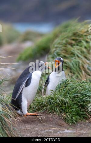 manchot gentoo (Pygoscelis papouasie, Pygoscelis papouasie), deux manchots Gentoo dans une colonie de reproduction, Australie, Tasmanie, Macquarie Island, Banque D'Images