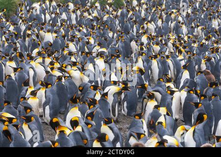 Pingouin royal (Aptenodytes patagonicus halli), colonie sur l'île Macquarie, nombreux pingouins reproducteurs debout ensemble, Australie, Tasmanie, Macquarie Banque D'Images