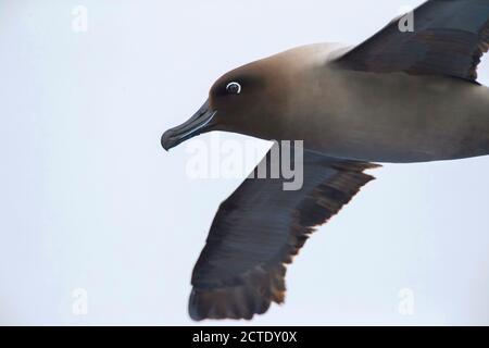 Albatros à mangues légères, albatros à mangeoires grises, albatros à mangeoires légères, (Phoebetria palpebrata), en vol, Nouvelle-Zélande, îles d'Auckland Banque D'Images