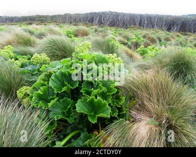 Herbes sur l'île d'Enderby, Nouvelle-Zélande, îles d'Auckland, île d'Enderby Banque D'Images