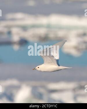 Mouette blanche (Pagophila eburnea), en vol, Norvège, Svalbard Banque D'Images