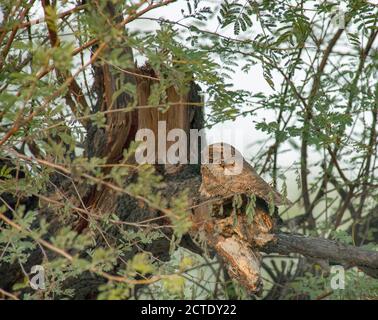 Boîte de nuit indienne (Caprimulgus asioticus), rôdant pendant la journée dans un arbre, Inde, Baratphur Banque D'Images