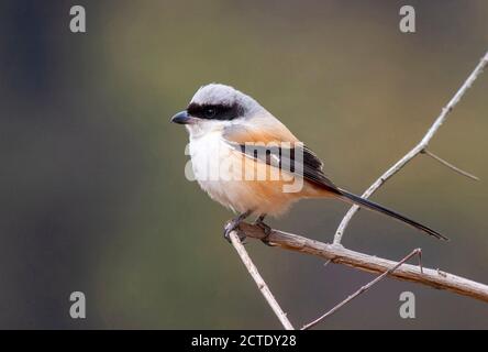 Shrike à queue longue, Shrike à dos de rufous (Lanius schach erythronotus), perchée dans une brousse, en Inde Banque D'Images