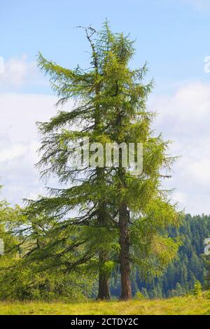 Mélèze commun, mélèze européen (Larix decidua, Larix europaea), mélèze dans les montagnes en été, Allemagne Banque D'Images