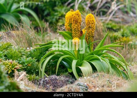 Ross Lily (Bulbinella rossii), en fleurs, Nouvelle-Zélande, îles d'Auckland, île Enderby Banque D'Images