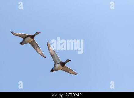 gadwall (Anas strespera, Mareca strespera), paire en vol, Bulgarie Banque D'Images