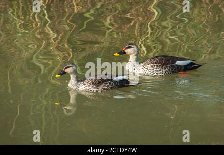 Canard à bec de canard (Anas poecilorhyncha), paire de canards à bec de canard indiens nageant dans un lac d'eau douce, en Inde Banque D'Images