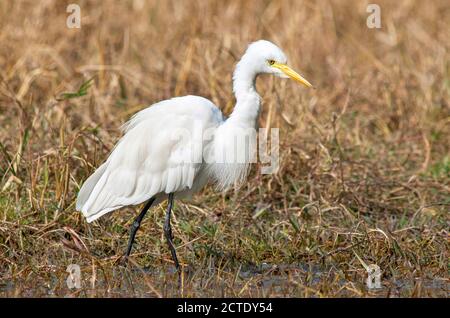 Egret intermédiaire, Edian Egret, petit Egret, Egret à bec jaune (Ardea intermedia, Ardea intermedia intermedia intermedia intermedia), passage à gué dans un marais peu profond, Inde Banque D'Images