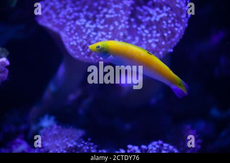 Jaune Coris Wrasse / Halichoeres chrysus nageant dans un aquarium Banque D'Images