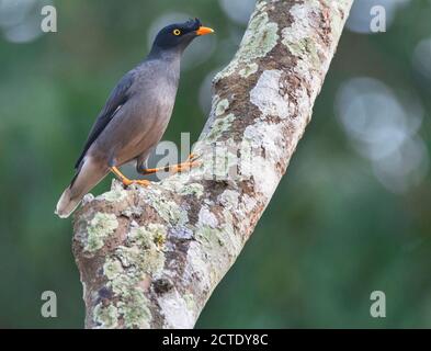 Jungle indienne mynah (Acridotheres fuscus), adulte perchée dans un arbre, Inde, Parc national de Kaziranga Banque D'Images