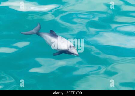 Dauphin d'Hector, dauphin à front blanc de Nouvelle-Zélande (Cephalorhynchus hectori), nageant dans la baie de la péninsule d'Akaroa, la plus petite et la plus rare du monde Banque D'Images