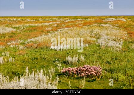 Lavande marine commune, lavande marine méditerranéenne (Limonium vulgare), marais salants et mer du Nord, Allemagne, Basse-Saxe, Harlingersiel Banque D'Images