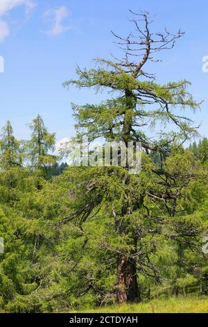 Mélèze commun, mélèze européen (Larix decidua, Larix europaea), mélèze dans les montagnes en été, Allemagne Banque D'Images