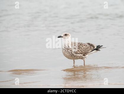 Goéland à pattes jaunes (Larus michahellis, Larus cachinnans michahellis), première année civile sur la plage dans le delta de l'Ebro, Espagne, Chipiona Banque D'Images