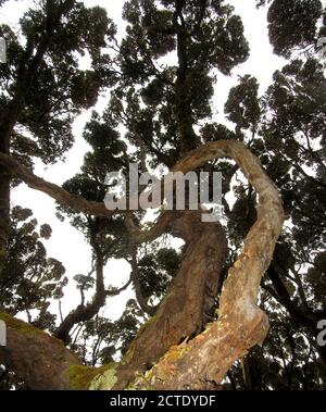 Southern Rata (Metrosideros umbellata), toit de vieux bois de croissance de Southern Rata sur l'île d'Enderby, Nouvelle-Zélande, îles d'Auckland, Enderby Banque D'Images