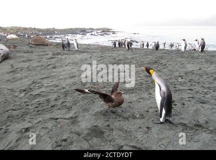 Pingouin royal (Aptenodytes patagonicus halli), harcelant un Skua brun (Stercorarius antarcticus), Australie, Tasmanie, île de Macquarie Banque D'Images