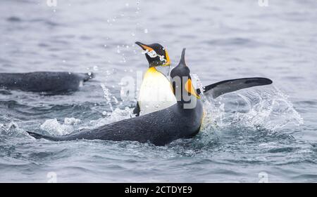 Manchot royal (Aptenodytes patagonicus halli), deux manchots du roi combattant dans l'océan, Australie, Tasmanie, Macquarie Island Banque D'Images