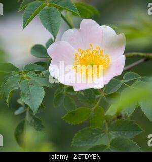 Dog rose (rosa canina), fleur, Allemagne Banque D'Images