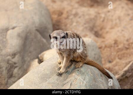 Team Meerkat - UN Meerkat en captivité agissant en tant que sentinelle garde une attention particulière pour les prédateurs , Southend Sea Life Centre, Essex, Grande-Bretagne Banque D'Images